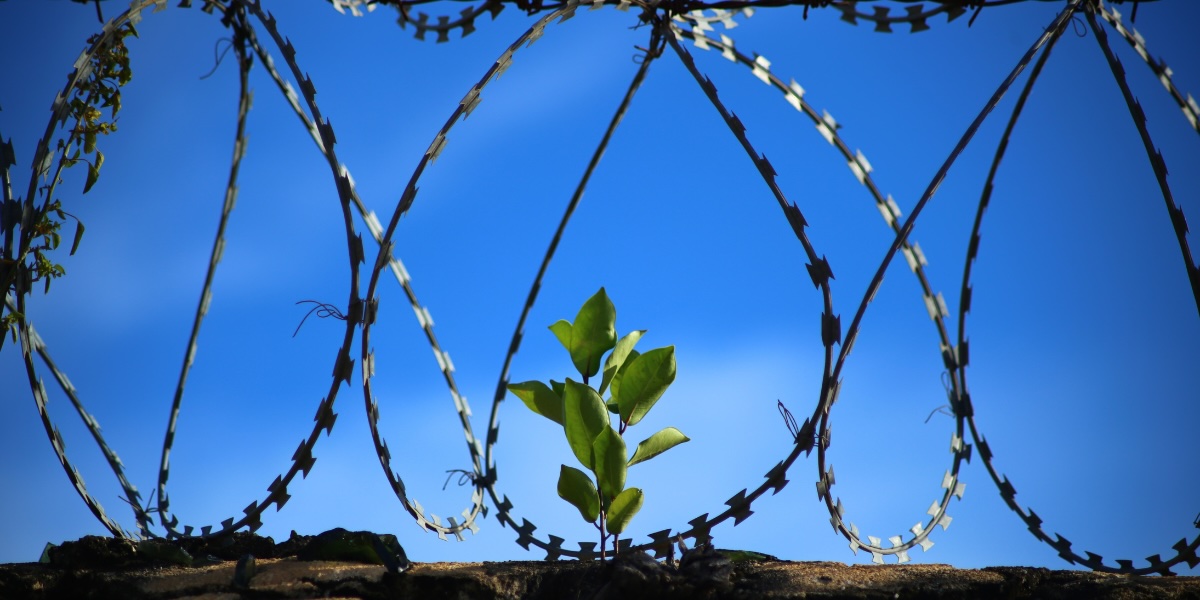 Grönska i fängelser stärker både intagna och personal
